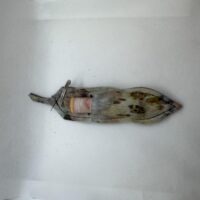 Cow hide chapstick holder keyring